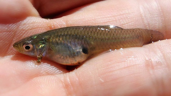 Mosquitofish - Freshwater Fish Company