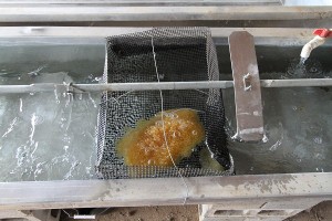 eggs in incubator resized